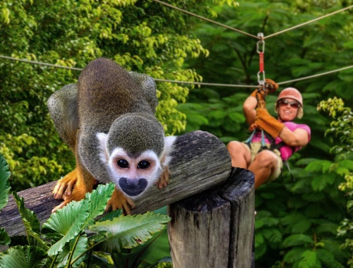 Monkeys & zip line