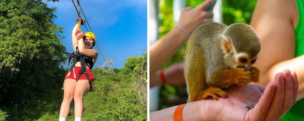 Monkey jungle and zip line Monkey jungle and zip line