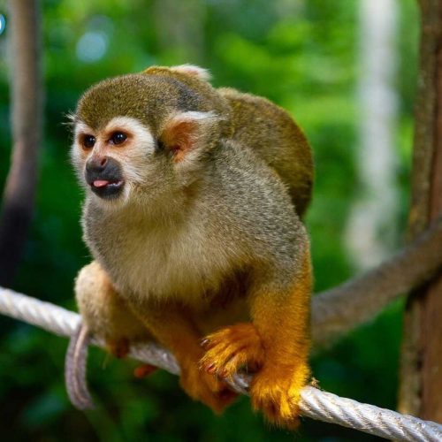 Monkey