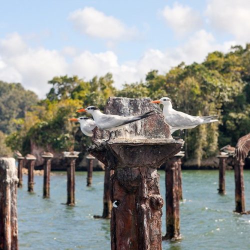 (GERMANY OUT) Terns and Pelicanos resting on relicts of old dock, Sterna sp., Pelecanus occidentalis, Los Haitises National Park, Dominican Republic  (Photo by Reinhard Dirscherl/ullstein bild via Getty Images)