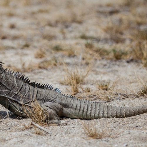 iguana-ricord-flora-fauna-dominicana