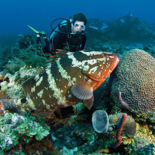 sosua-diving